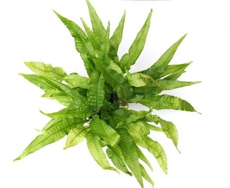 Dennerle Plants - Microsorum pteropus XXL