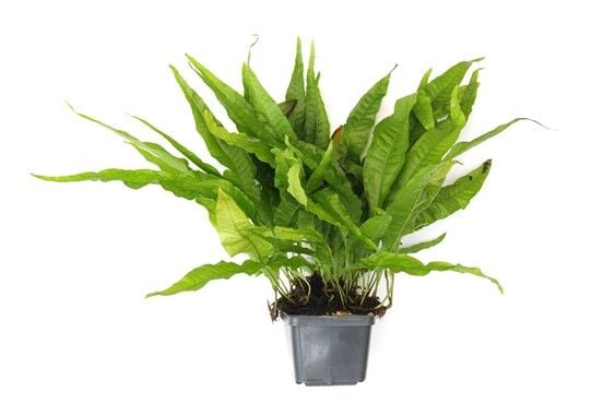 Dennerle Plants - Microsorum pteropus XXL