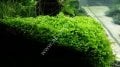 Micranthemum monte carlo EXVITRO