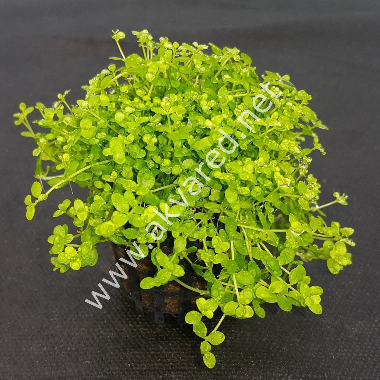 Micranthemum monte carlo EXVITRO