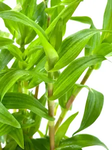 Murdannia keisak SAKSI