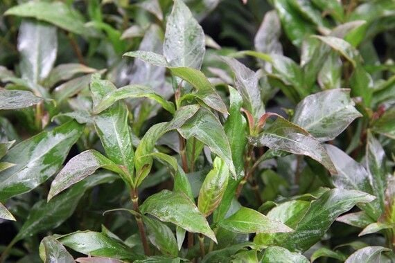 Dennerle Plants - Hygrophila corymbosa Stricta XXL
