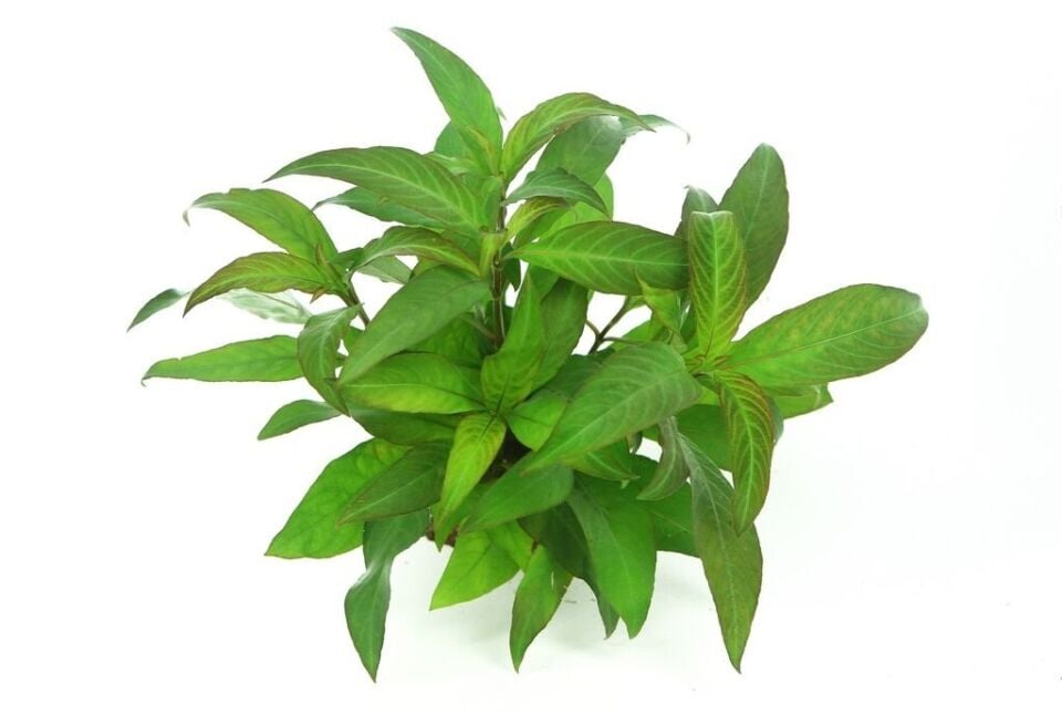 Dennerle Plants - Hygrophila corymbosa Stricta XXL