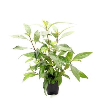 Dennerle Plants - Hygrophila corymbosa Stricta XXL