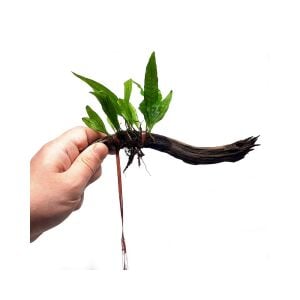 Plantie