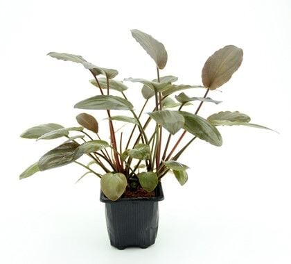 Dennerle Plants - Lagenandra meeboldii Red XL