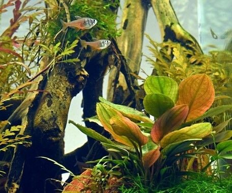 Dennerle Plants - Lagenandra meeboldii Red XL