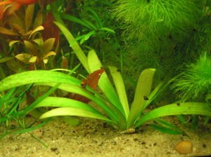 Sagittaria platyphylla SAKSI