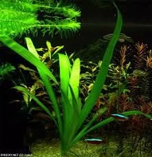 Sagittaria platyphylla SAKSI