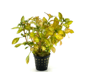 Ludwigia palustris white blood SAKSI