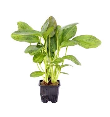 Dennerle Plants - Echinodorus Ozelot XL