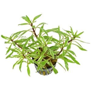 Ludwigia sp.white SAKSI