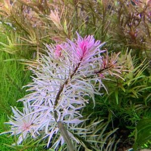 Ludwigia sp.white SAKSI