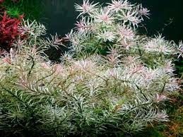 Ludwigia sp.white SAKSI