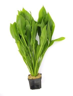 Dennerle Plants - Echinodorus grisebachii Bleherae XXL