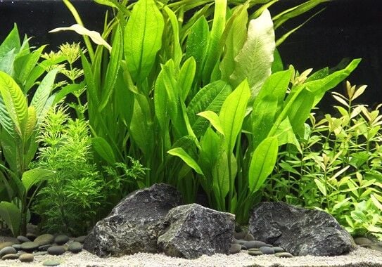 Dennerle Plants - Echinodorus grisebachii Bleherae XXL