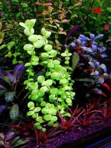 Lindernia rotundifolia aurea SAKSI