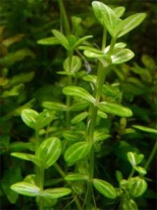 Lindernia rotundifolia aurea SAKSI