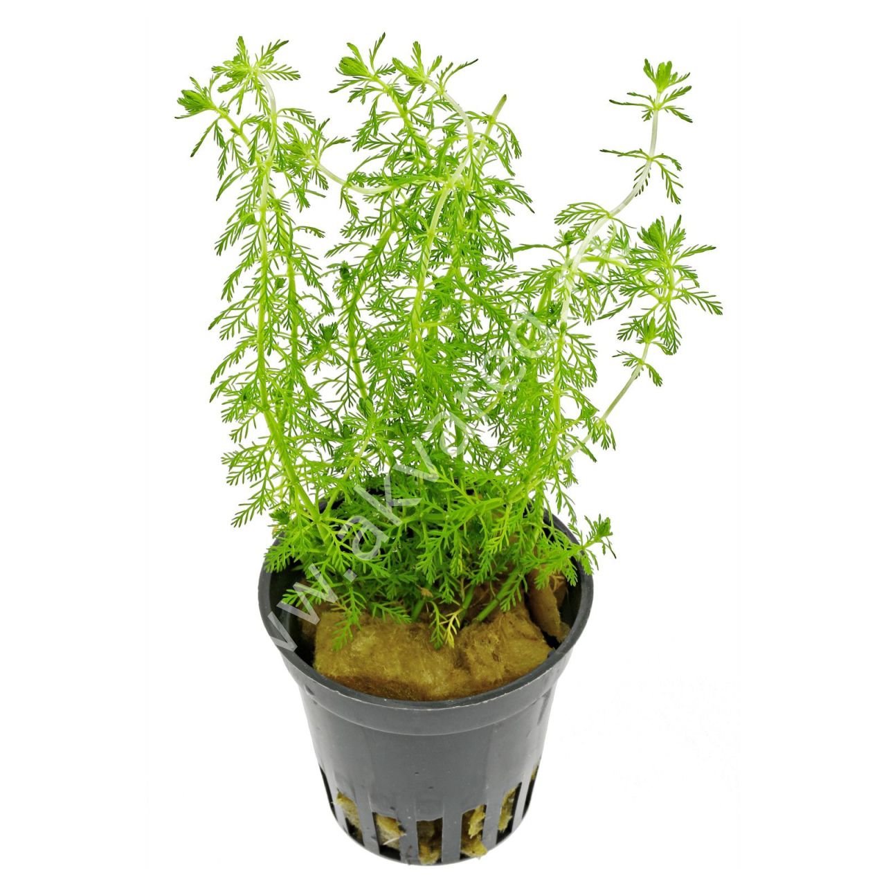 Myriophyllum guyana BUKET