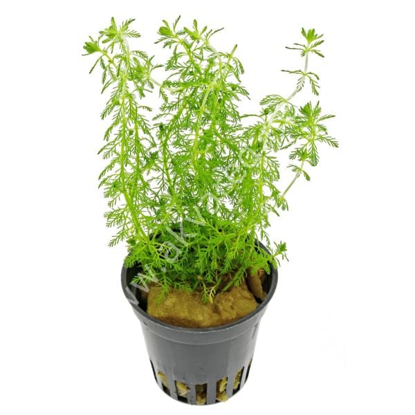 Myriophyllum guyana BUKET