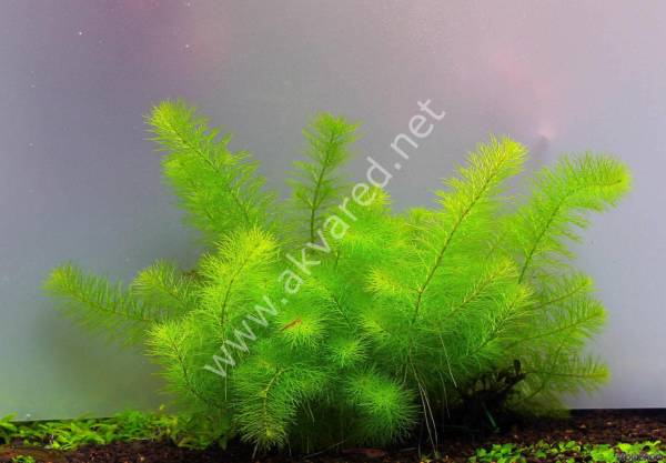 Myriophyllum guyana BUKET