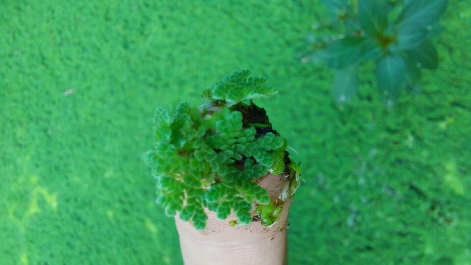 Dennerle Plants - Azolla filiculoides PORSİYON