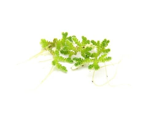 Dennerle Plants - Azolla filiculoides PORSİYON