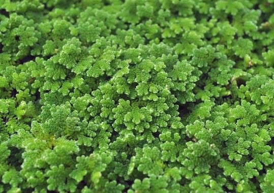 Dennerle Plants - Azolla filiculoides PORSİYON
