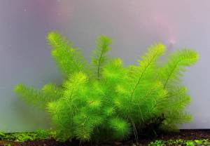Myriophyllum guyana EX VITRO