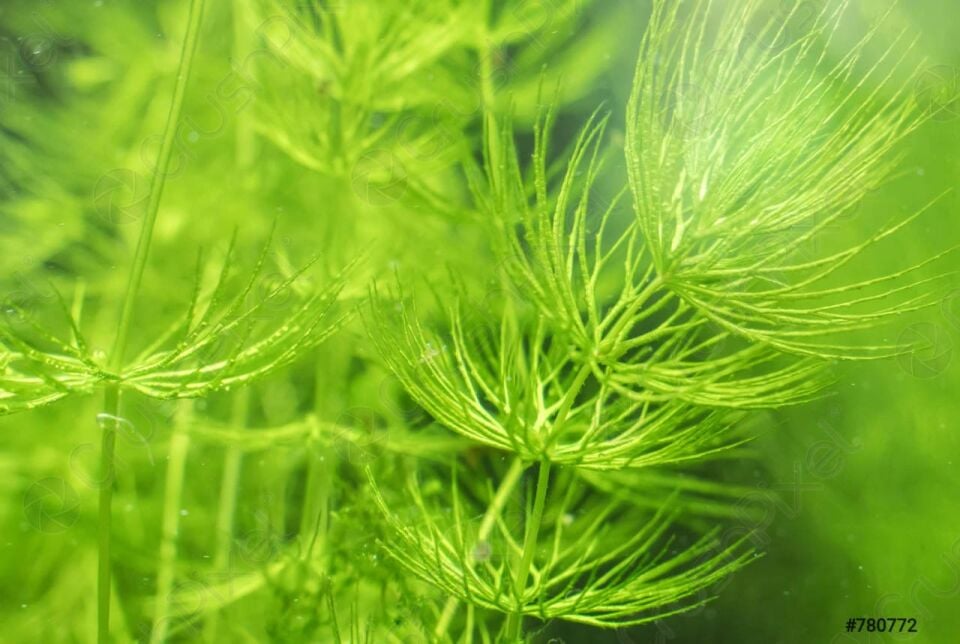 Dennerle Plants - Ceratophyllum demersum (Sert Tilki Kuyruğu/Çam) PORSIYON