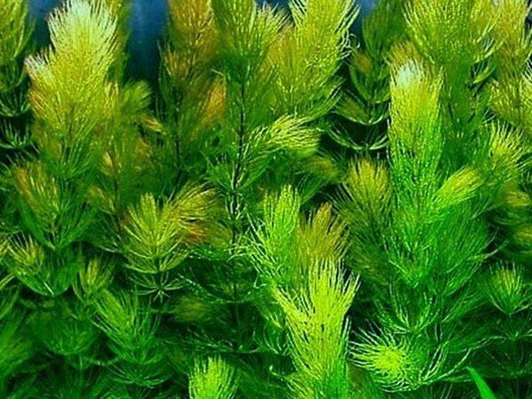 Dennerle Plants - Ceratophyllum demersum (Sert Tilki Kuyruğu/Çam) PORSIYON