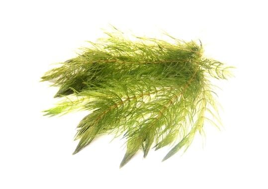 Dennerle Plants - Ceratophyllum demersum (Sert Tilki Kuyruğu/Çam) PORSIYON