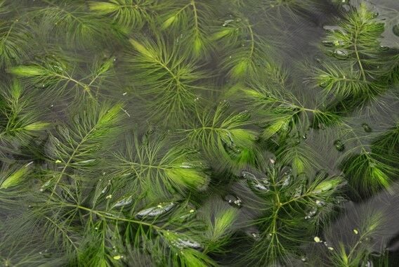 Dennerle Plants - Ceratophyllum demersum (Sert Tilki Kuyruğu/Çam) PORSIYON