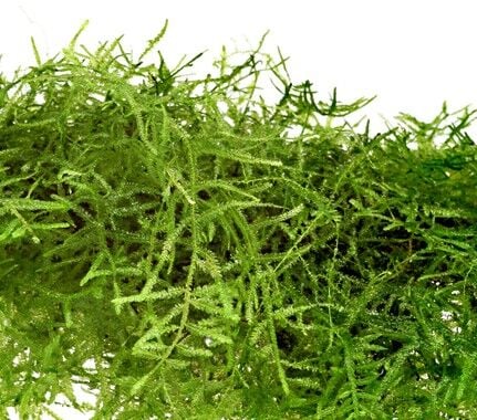 Dennerle Plants - Taxiphyllum barbieri BOGOR MOSS PORSIYON