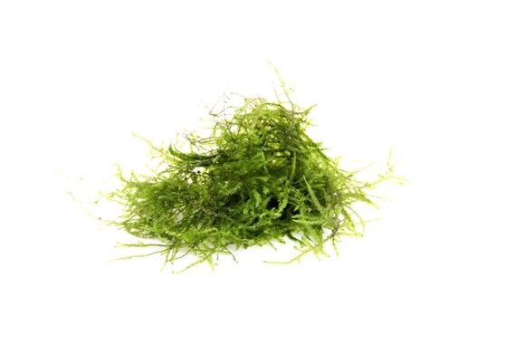 Dennerle Plants - Taxiphyllum barbieri BOGOR MOSS PORSIYON