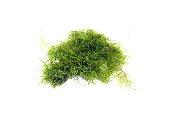 Dennerle Plants- Vesicularia sp. Triangle Moss PORSİYON