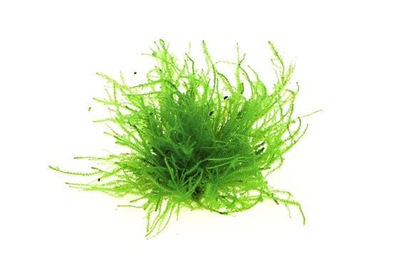 Dennerle Plants- Vesicularia sp. Triangle Moss PORSİYON