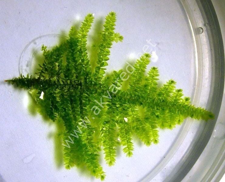 Dennerle Plants- Vesicularia sp. Triangle Moss PORSİYON