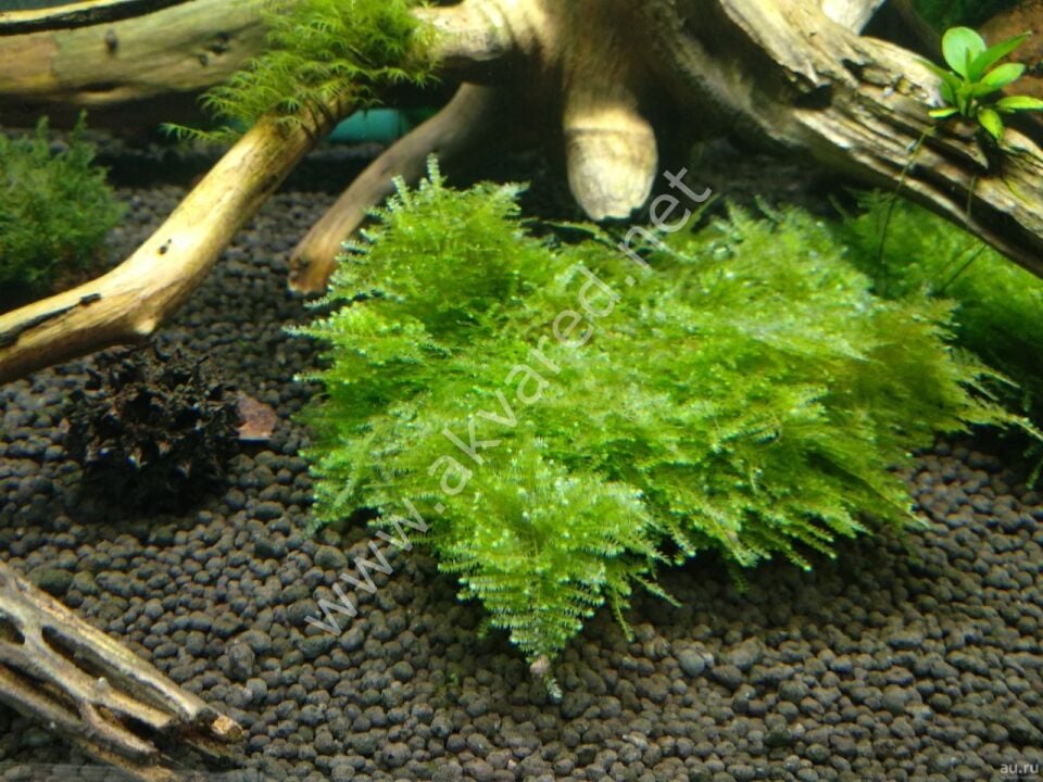 Dennerle Plants- Vesicularia sp. Triangle Moss PORSİYON