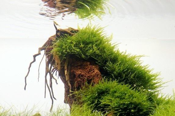 Dennerle Plants - Taxiphyllum alternans Taiwan Moss PORSİYON