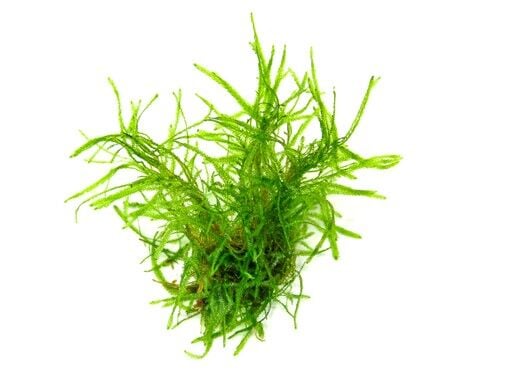 Dennerle Plants - Taxiphyllum alternans Taiwan Moss PORSİYON
