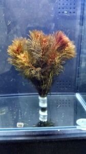 Myriophyllum mattogrossense İTHAL BUKET