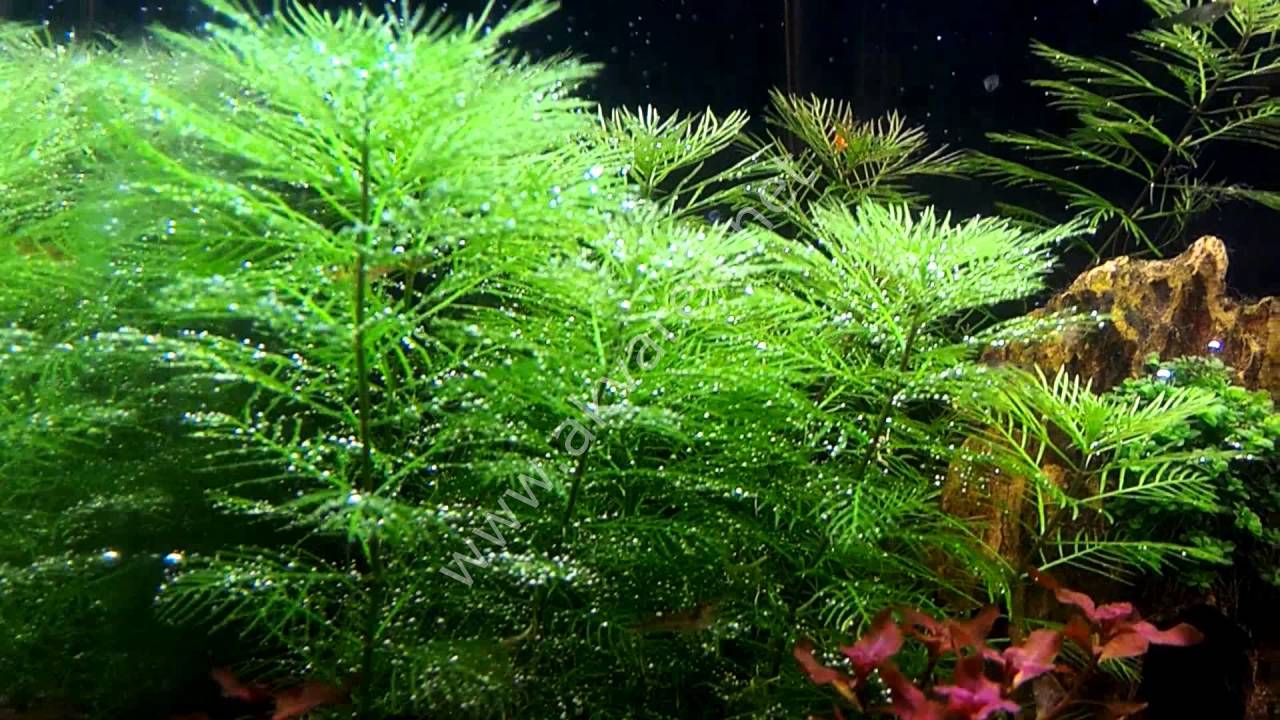 Myriophyllum mattogrossense BUKET