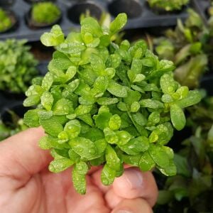 Kolay Başlangıç Pakedi - Nano Akvaryumlar için 0-30 Litre