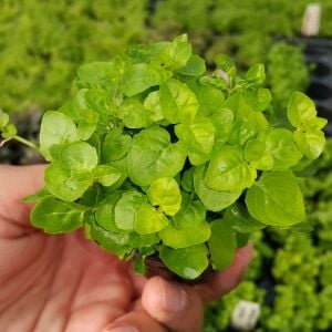 Kolay Başlangıç Pakedi - Nano Akvaryumlar için