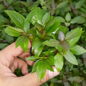 Kolay Başlangıç Pakedi - Nano Akvaryumlar için