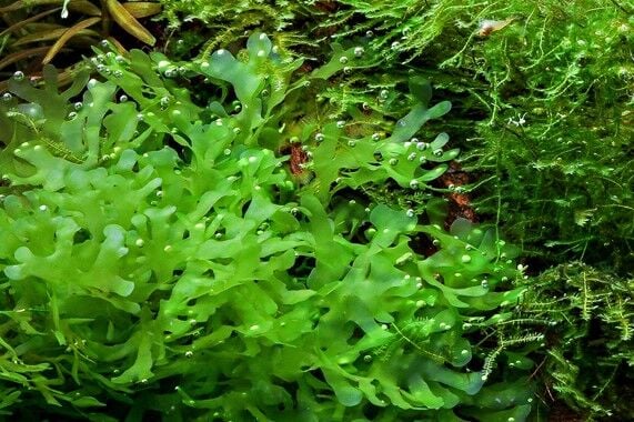 Dennerle Plants - Lomariopsis lineata / Pellia Roundleaf Moss PORSİYON