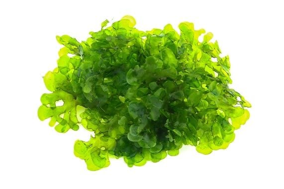 Dennerle Plants - Lomariopsis lineata / Pellia Roundleaf Moss PORSİYON