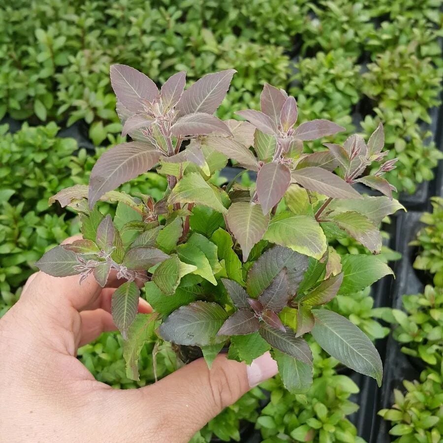 Kolay Başlangıç Pakedi - Nano Akvaryumlar için