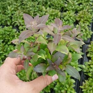 Kolay Başlangıç Pakedi - Nano Akvaryumlar için